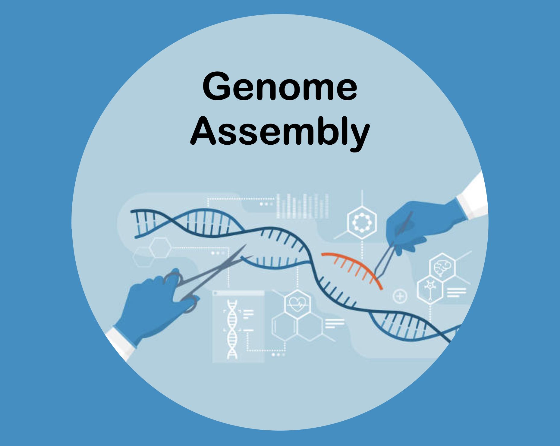 Genome-Assembly 